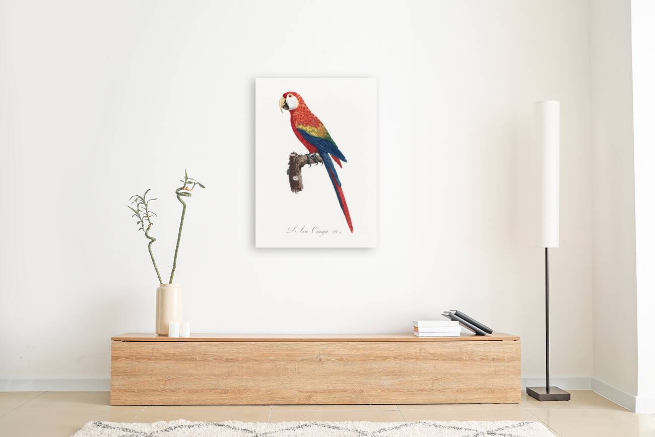 Ara macao  Reproduction