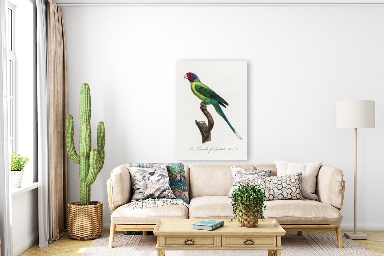 Plum-headed parakeet  Reproduction