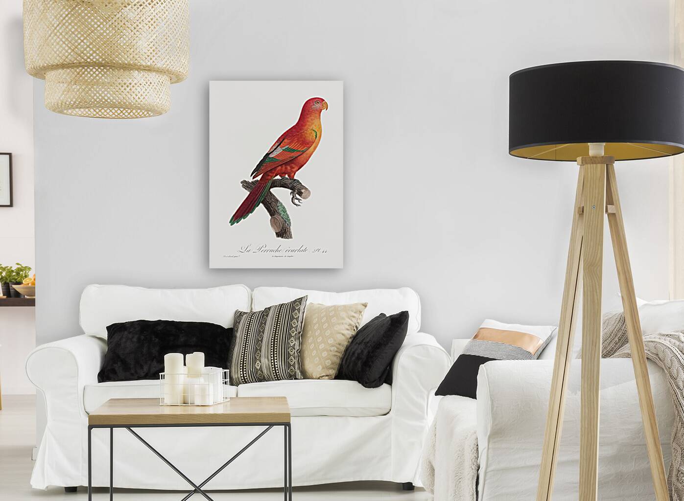 Crimson shining parrot  Reproduction