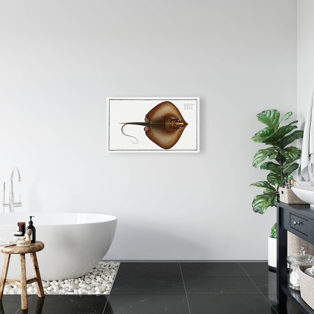 Fire Flaire Raja Pastinaca Reproduction