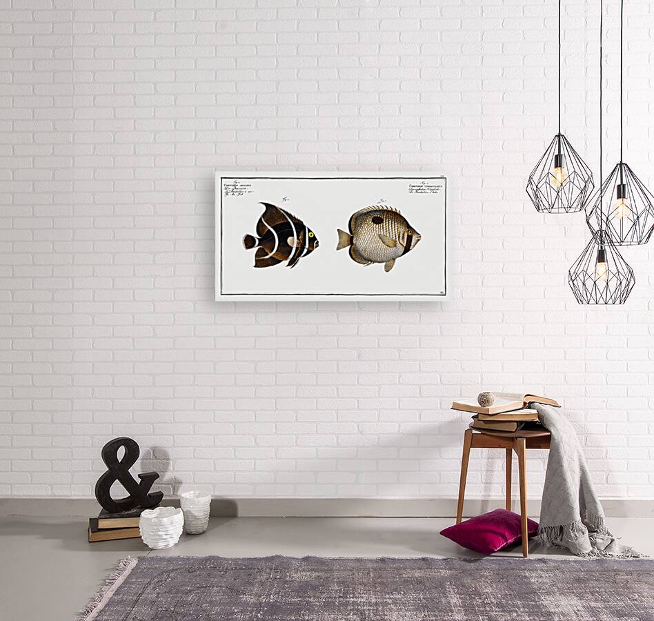 1. Chaetodon unimaculatus 2. Arc-Fish Chaetodon arcuatus Reproduction