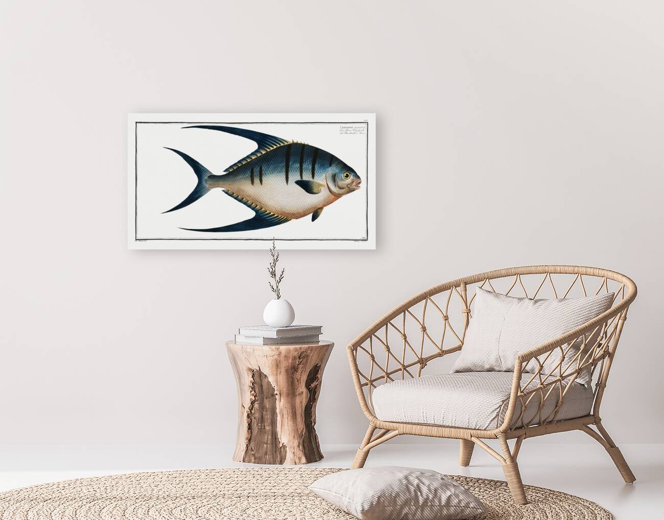 Chaetodon glaucus Reproduction