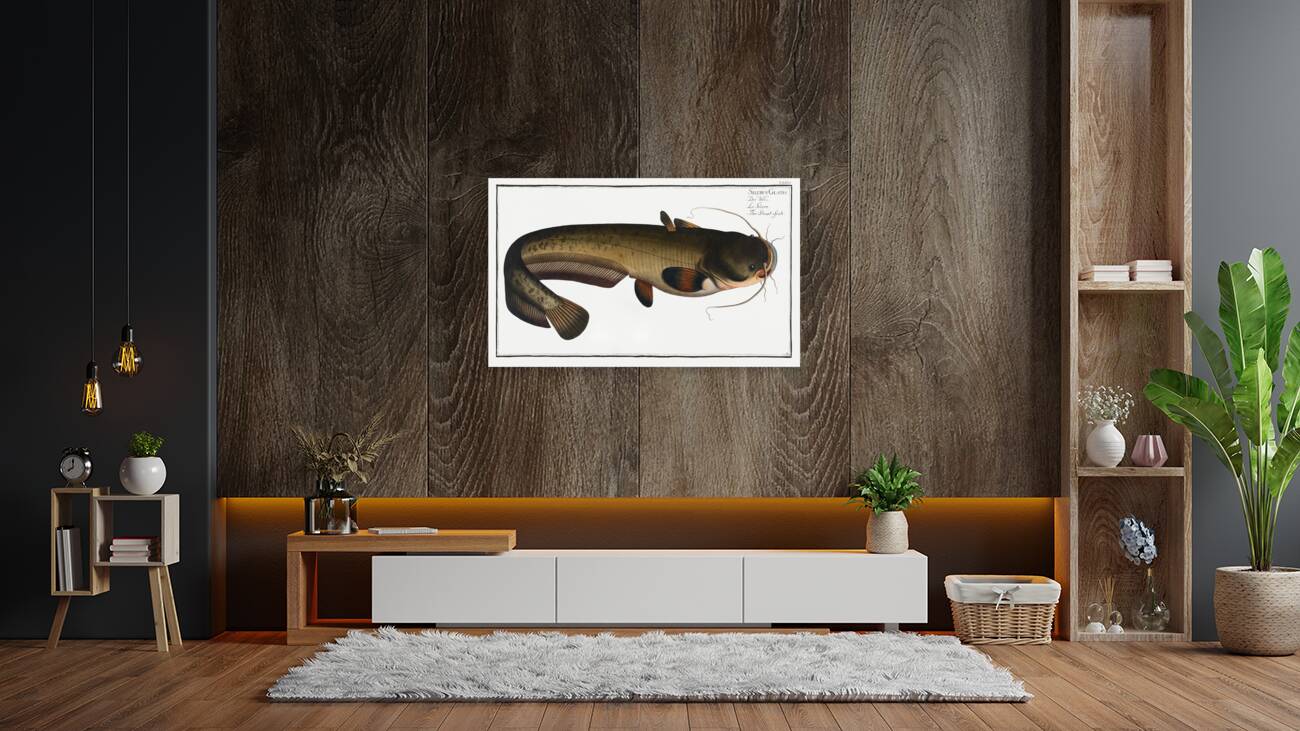 Sheat-fish Silurus Glanis Reproduction