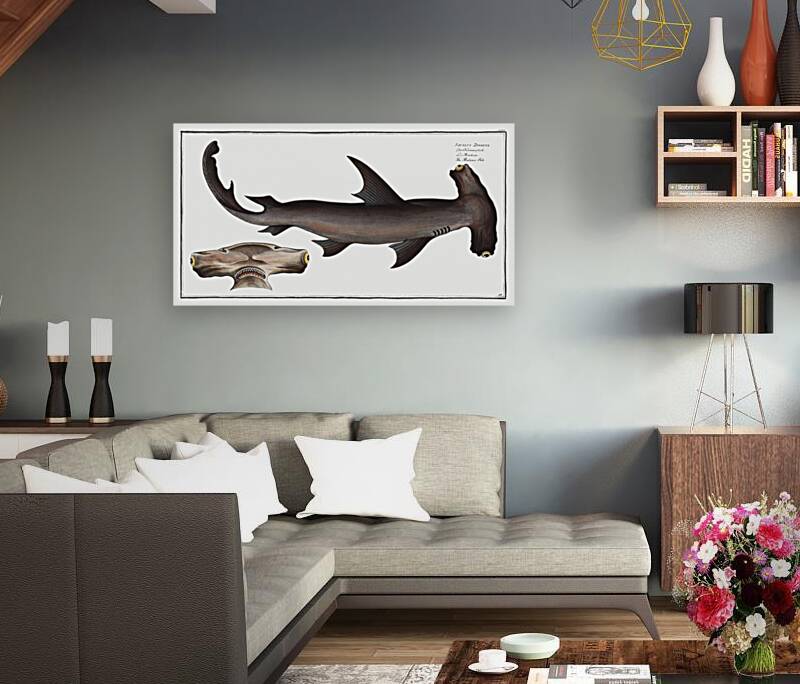 Balance Fish Squalus Zygaena Reproduction