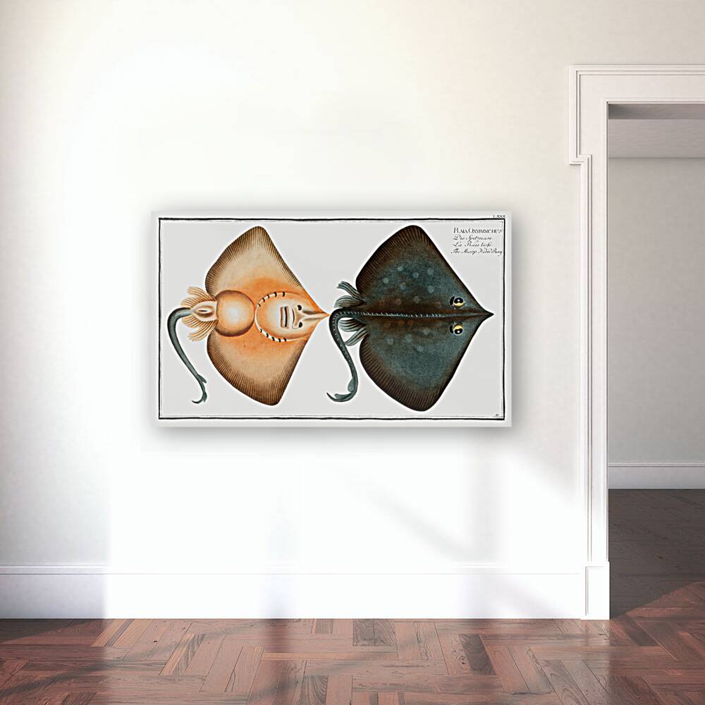 Sharp Nosed-Ray Raja Oxyrinchus Reproduction