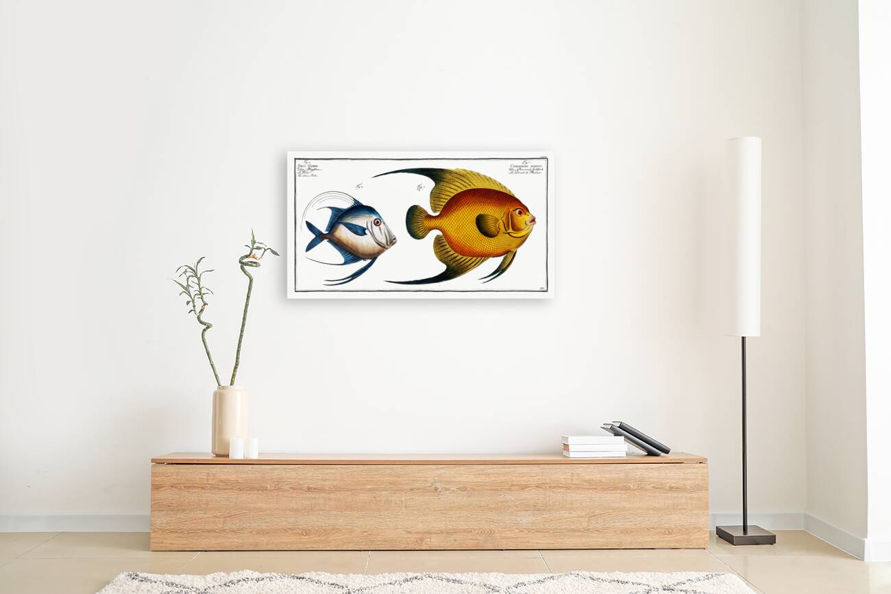 1.Chaetodon aureus 2. Silver Fish Zeus Vomer Reproduction