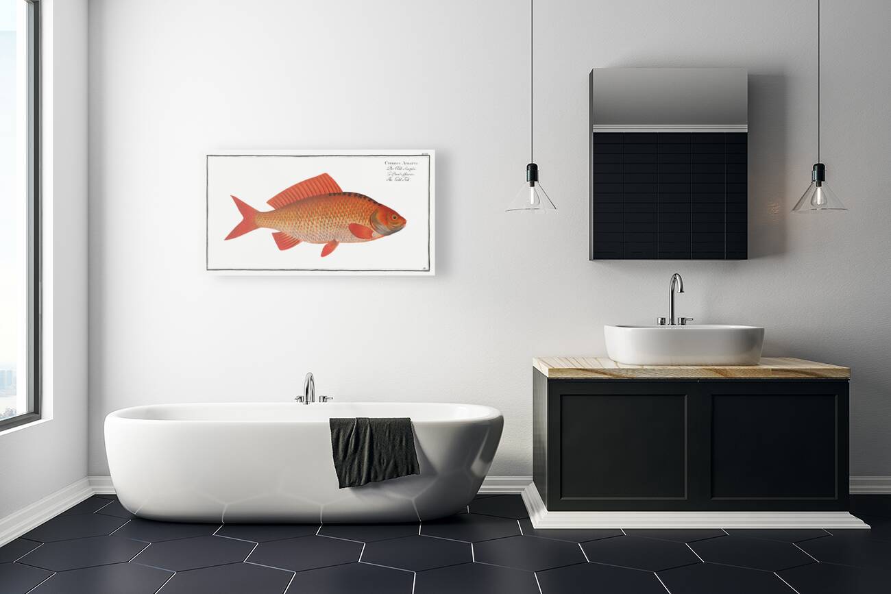 Gold-Fish Cyprinus Auratus Reproduction