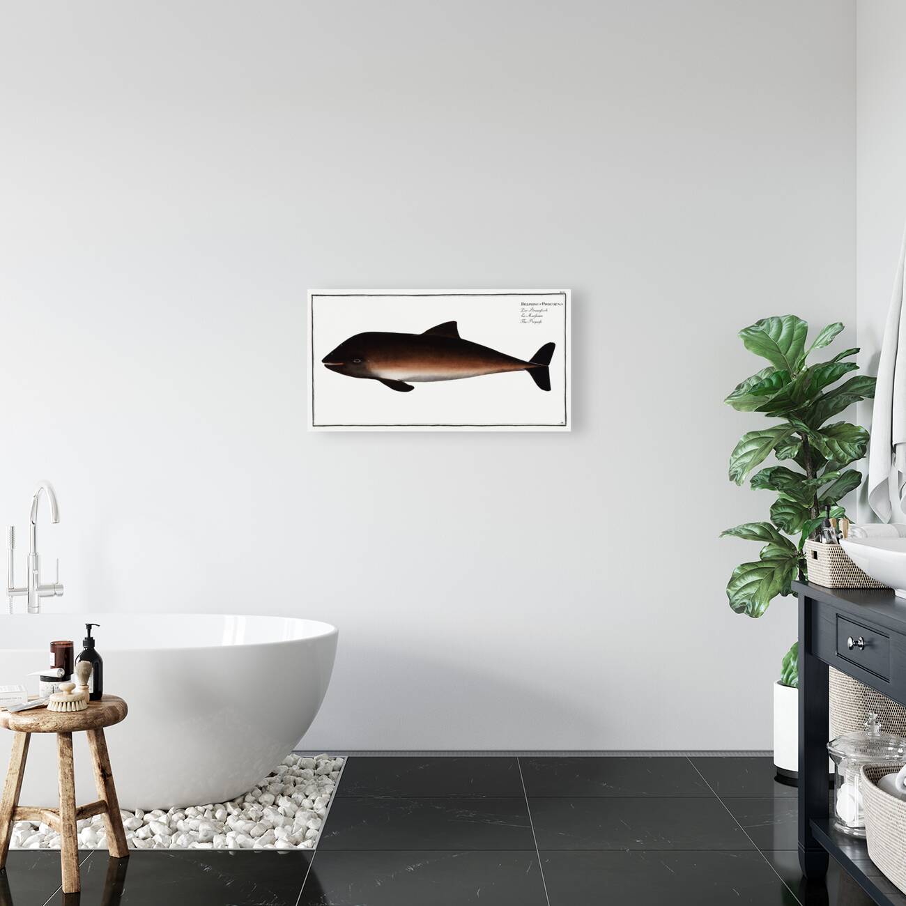 Porpesse Delphinus Phocoena Reproduction