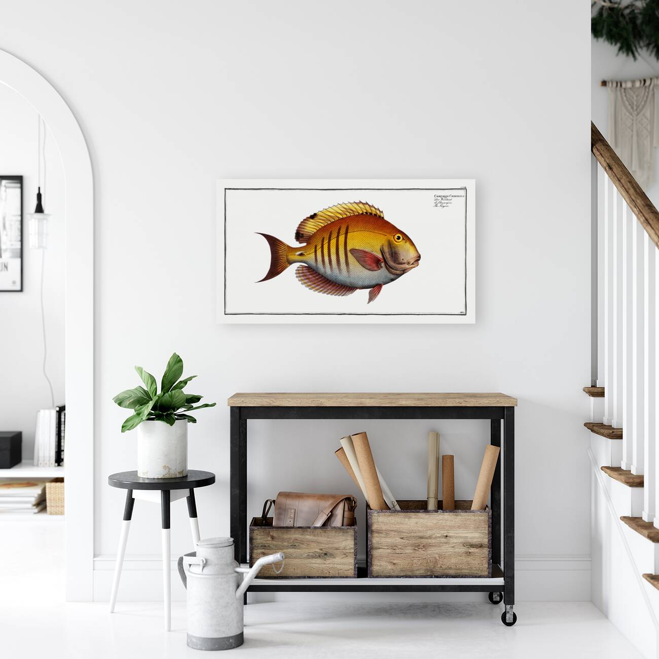 Surgeon Chaetodon Chirurgus Reproduction