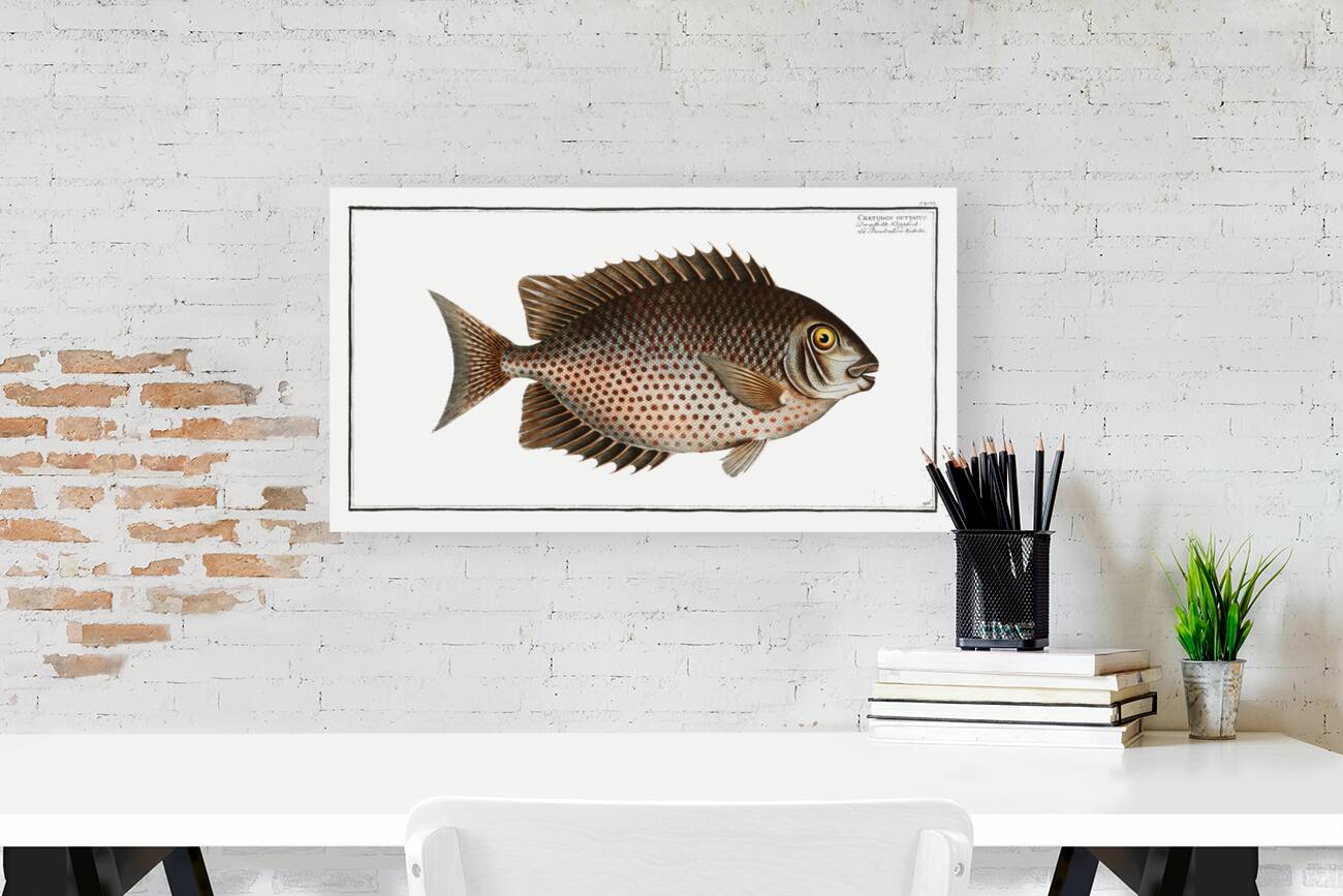 Chaetodon guttatus Reproduction