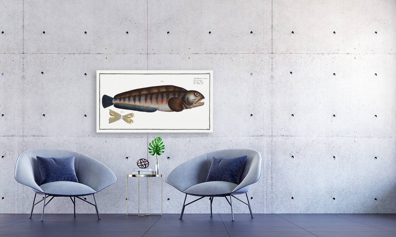 Wolf Fish Anarihchas Lupus Reproduction