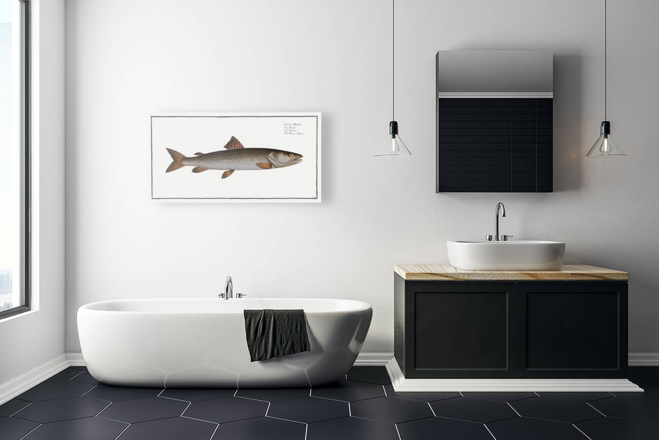 River-Salmon Salmo Hucho Reproduction