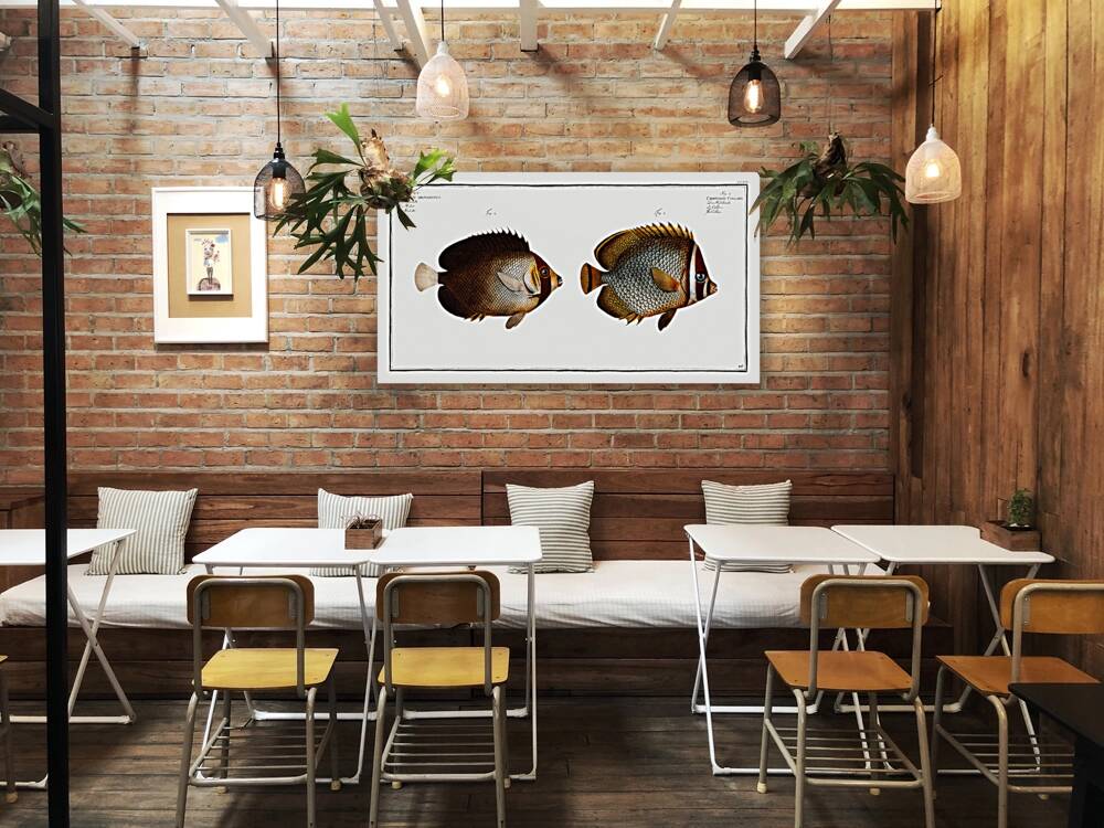 1. Collar Chaetodon Collare 2. Mulatto Chaetodon mesoleucus Reproduction