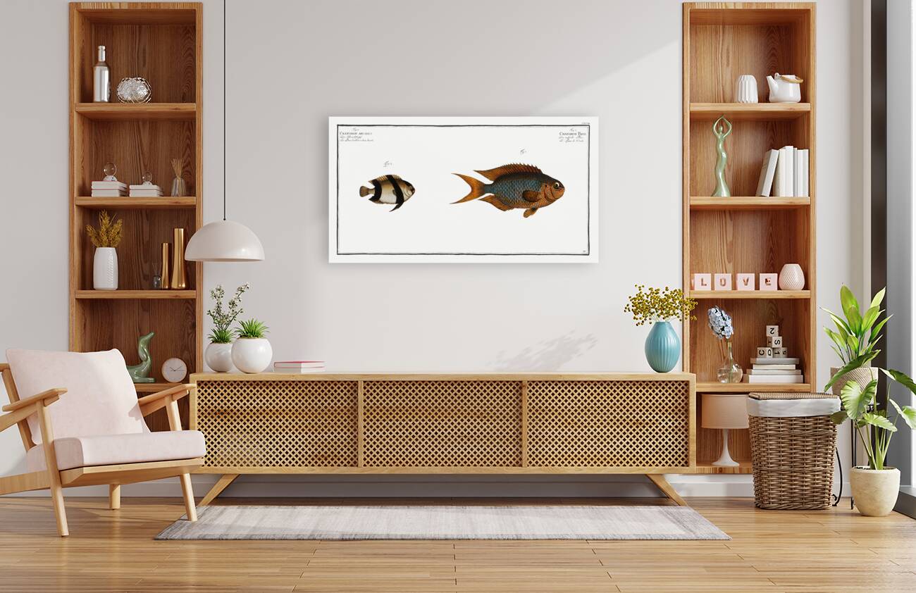 1. Chaetodon Pavo 2. Chaetodon aruanus Reproduction