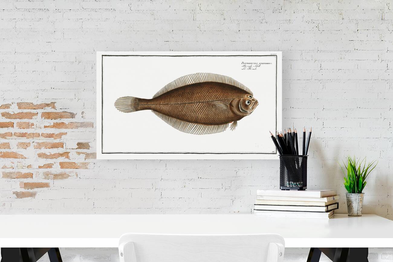 Pleuronectes limandoides Reproduction