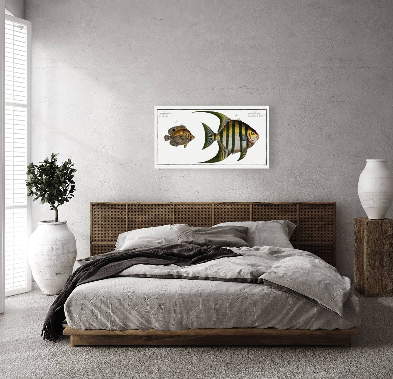 1. Chaetodon Plümieri 2. Chaetodon ocellatus Reproduction