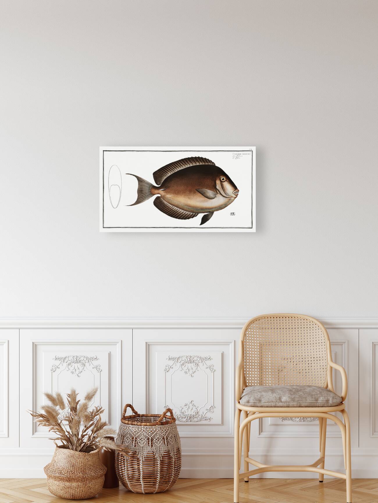 Chaetodon nigricans Reproduction