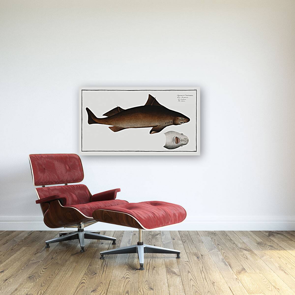 Centrina Squalus Centrina Reproduction