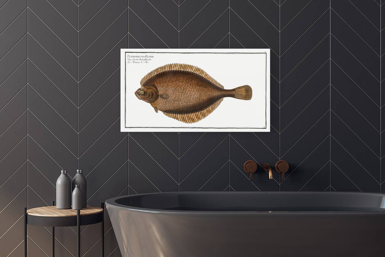 Left-Flounder Pleuronectes Passser Reproduction