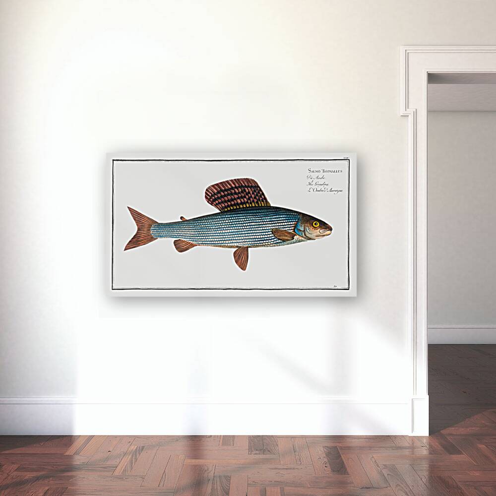 Grayling Salmo Thymallus Reproduction