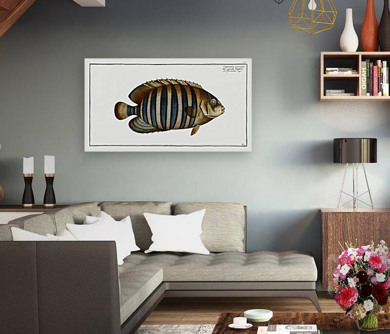 Chaetodon fasciatus Reproduction