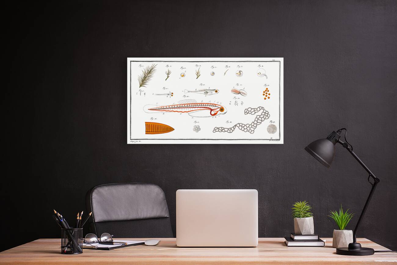 Fish hatching and growing Reproduction