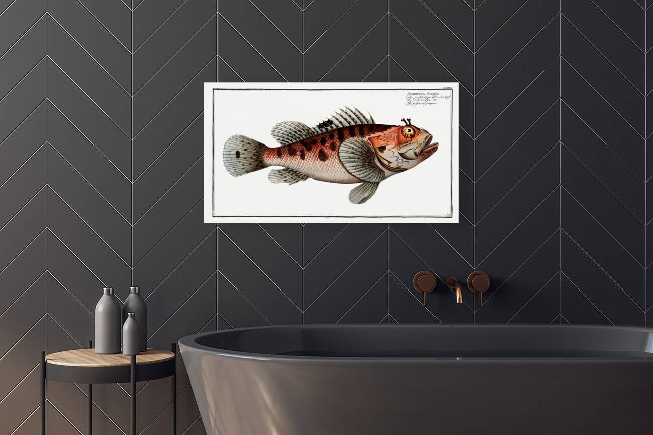 Poisonnet Grooper Scorpaena Scrofa Reproduction