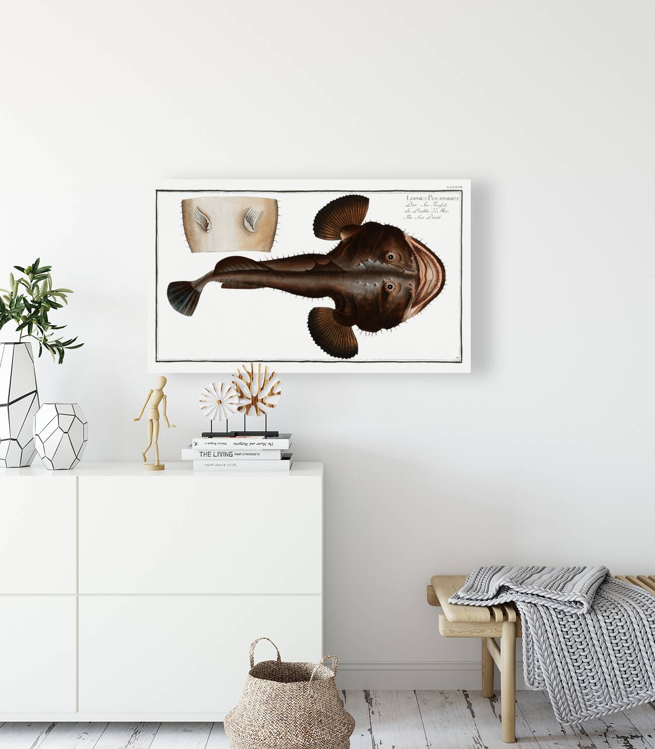 Sea Devil Lophius Piscatorius Reproduction