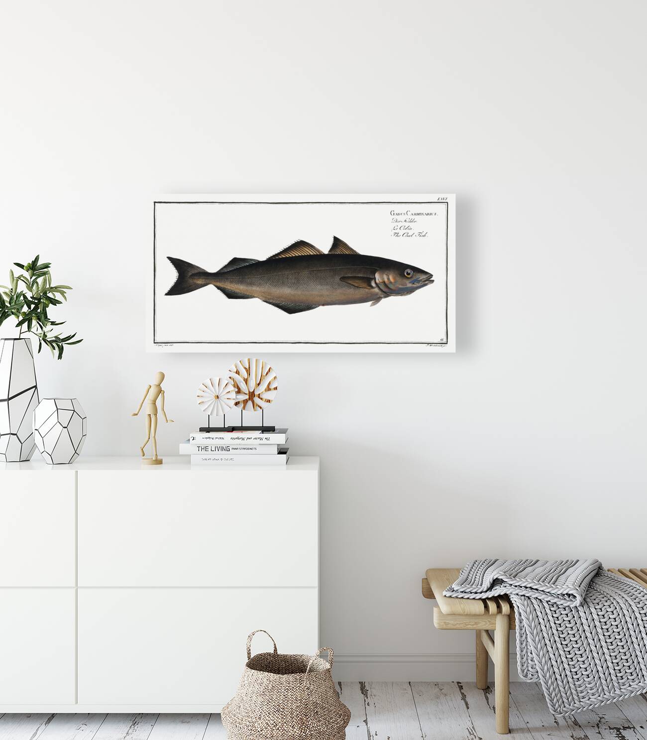 Coal Fish Gadus Carbonarius Reproduction