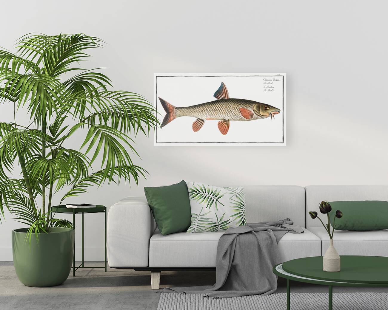 Barbel Cyprinus Barbus Reproduction