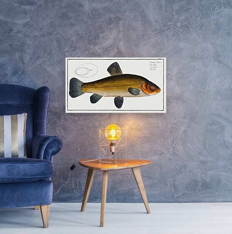 Tench Cypirnus Tinca Reproduction