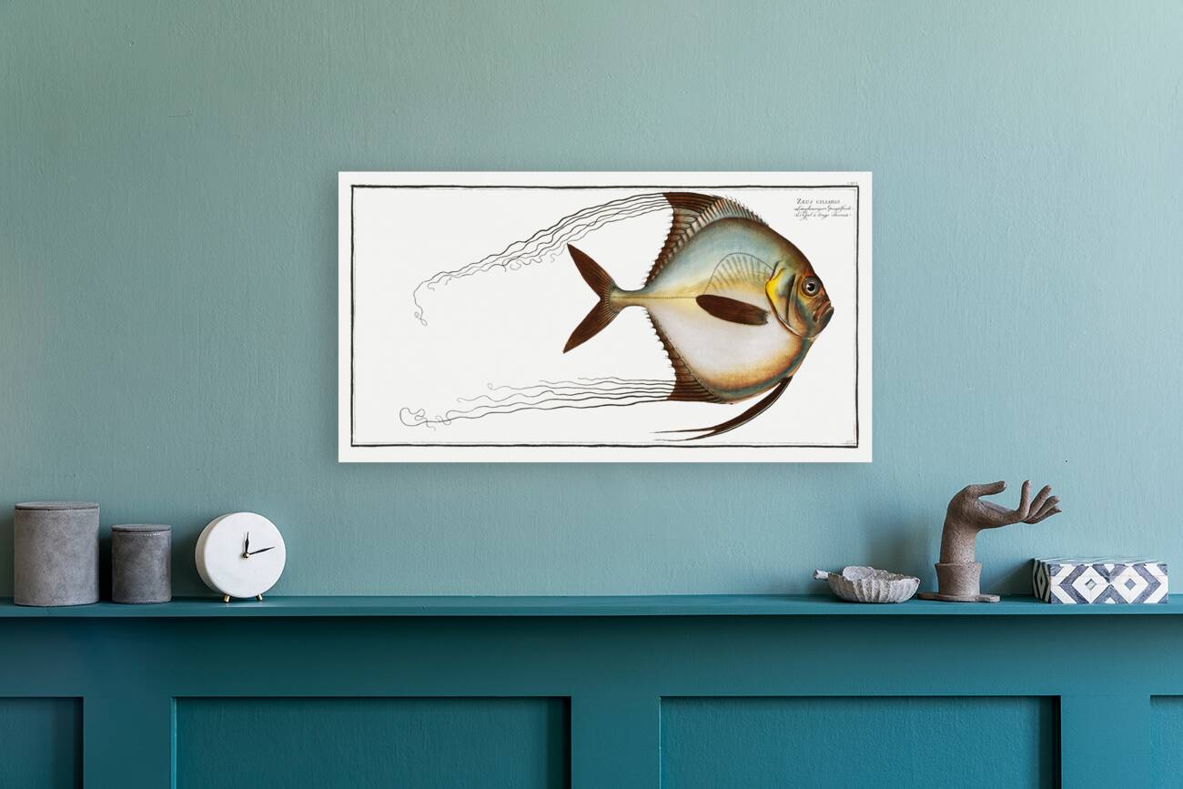 Zeus ciliaris Reproduction