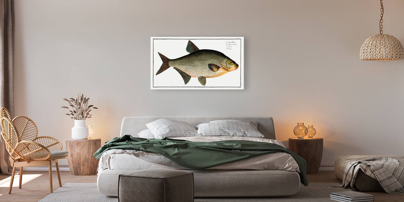 Bream Cyprinus Brama Reproduction