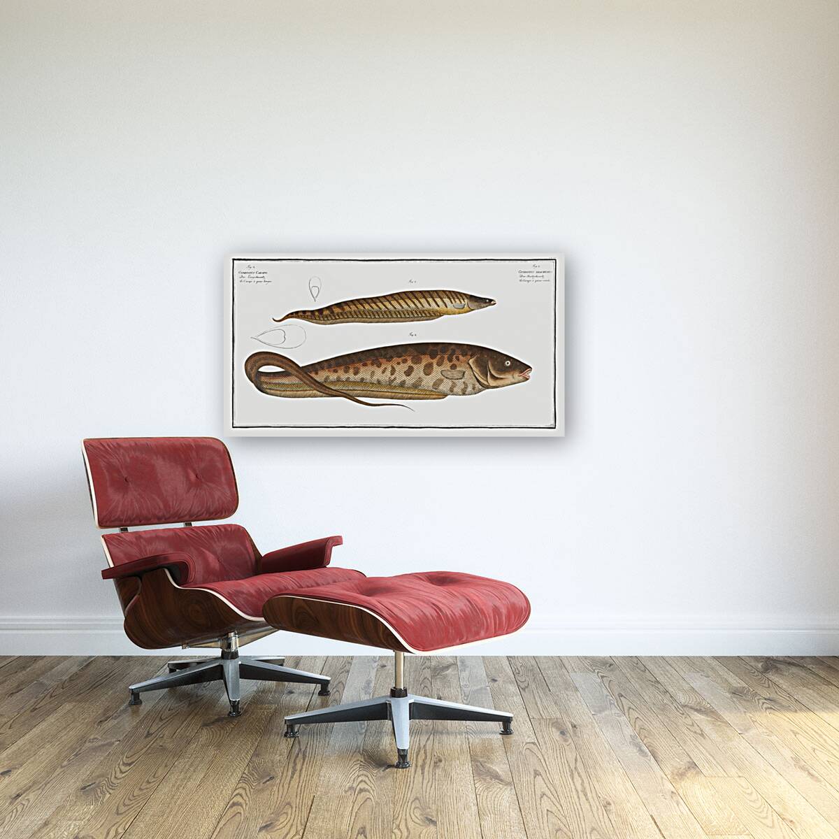 1. Gymnotus brachiurus 2. Gymnotus Carapo Reproduction