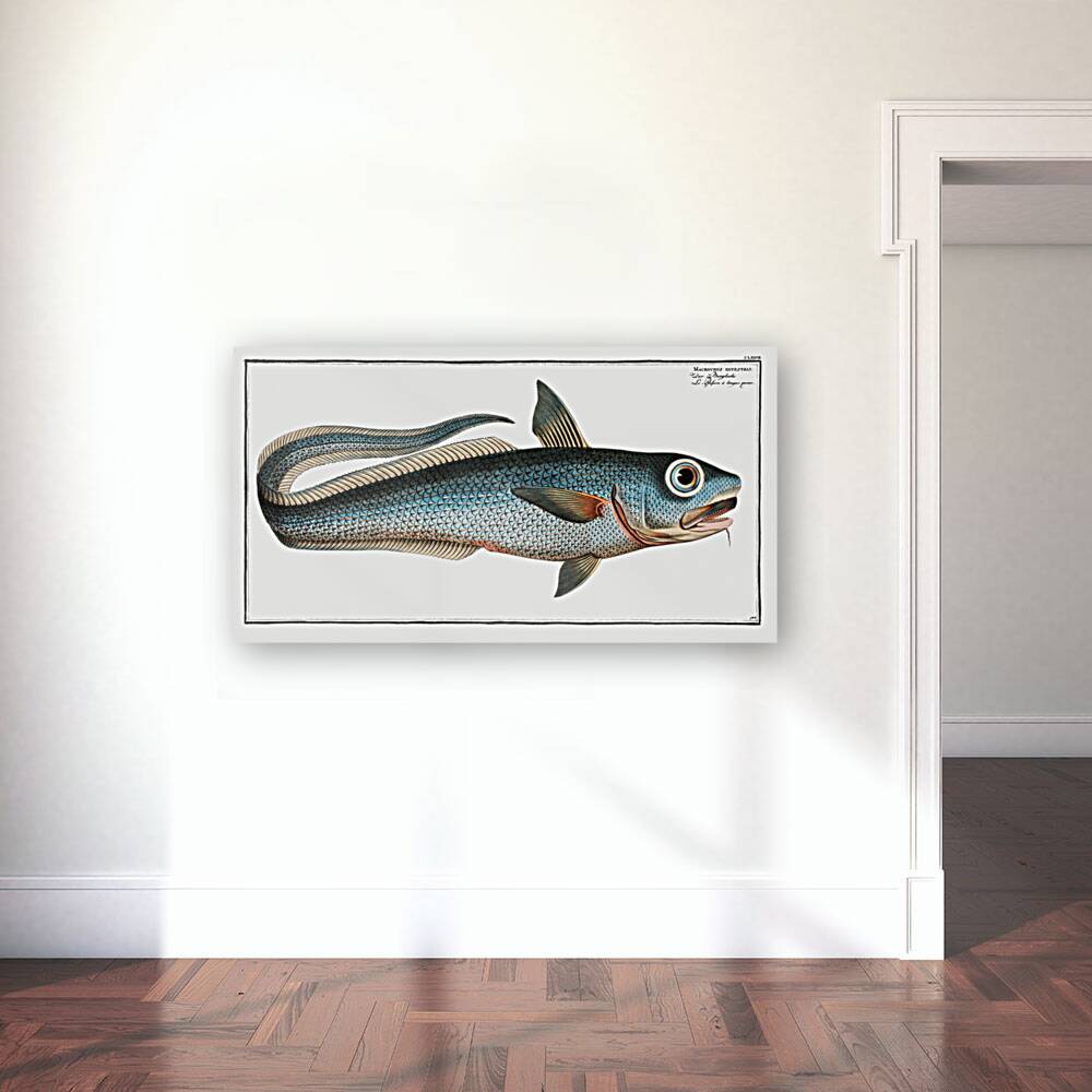 Macrourus rupestris Reproduction