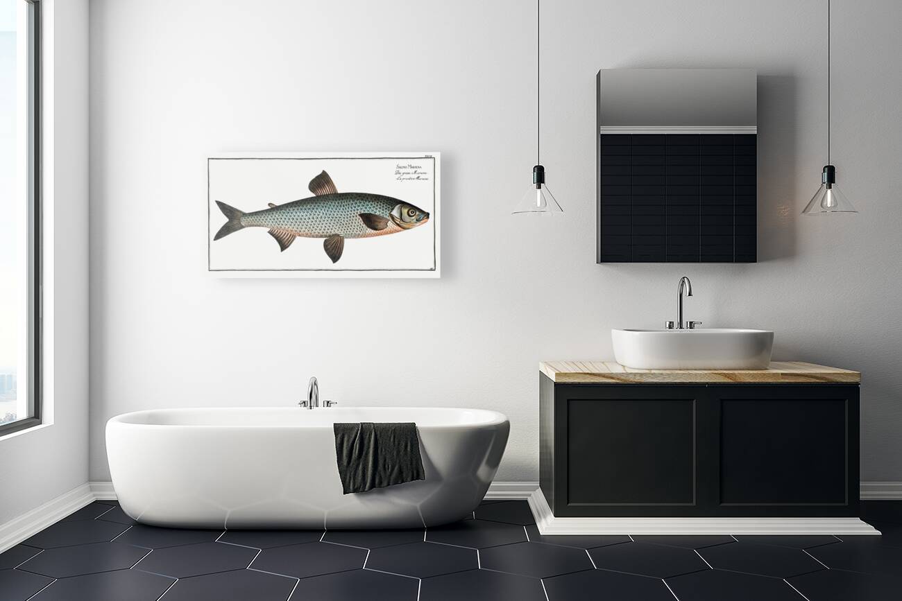 Great-Maræna Salmo Maræna Reproduction