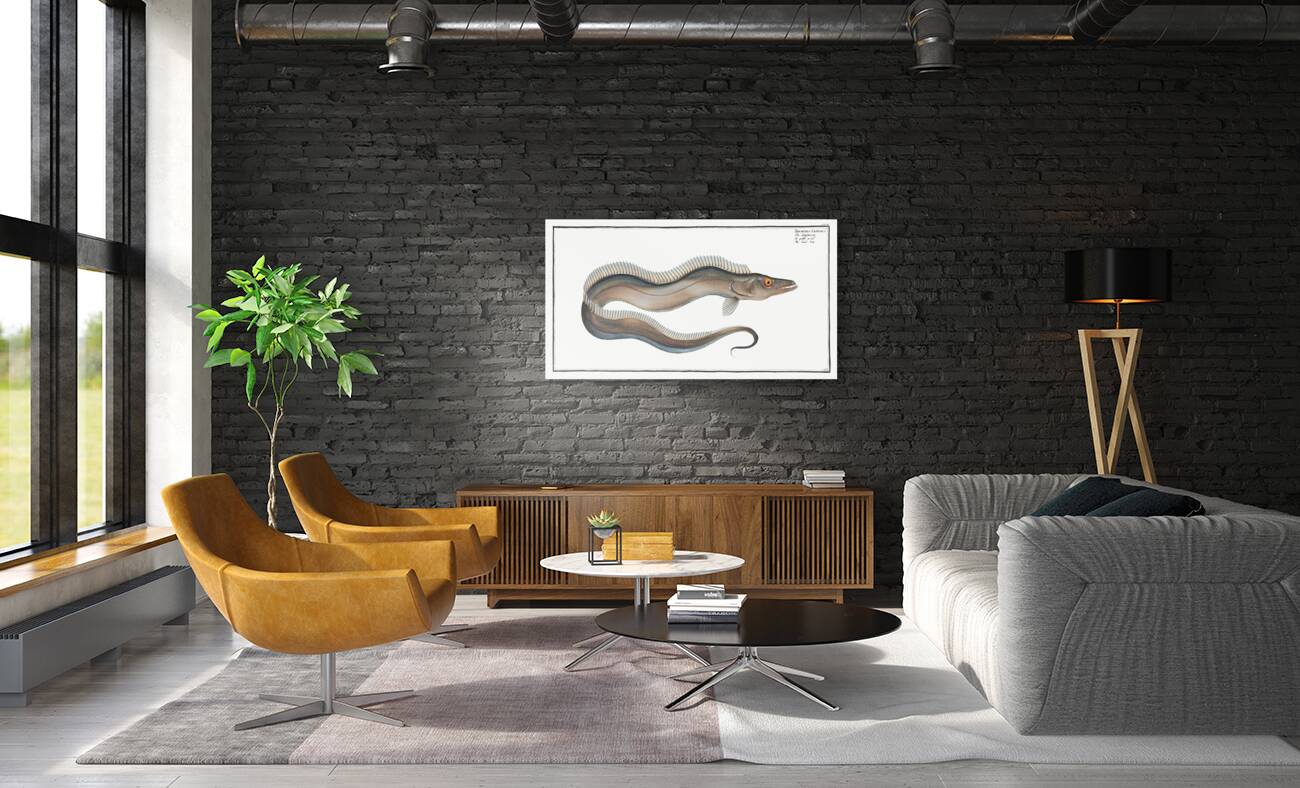 Sword-Fish Trichiurus Lepturus Reproduction