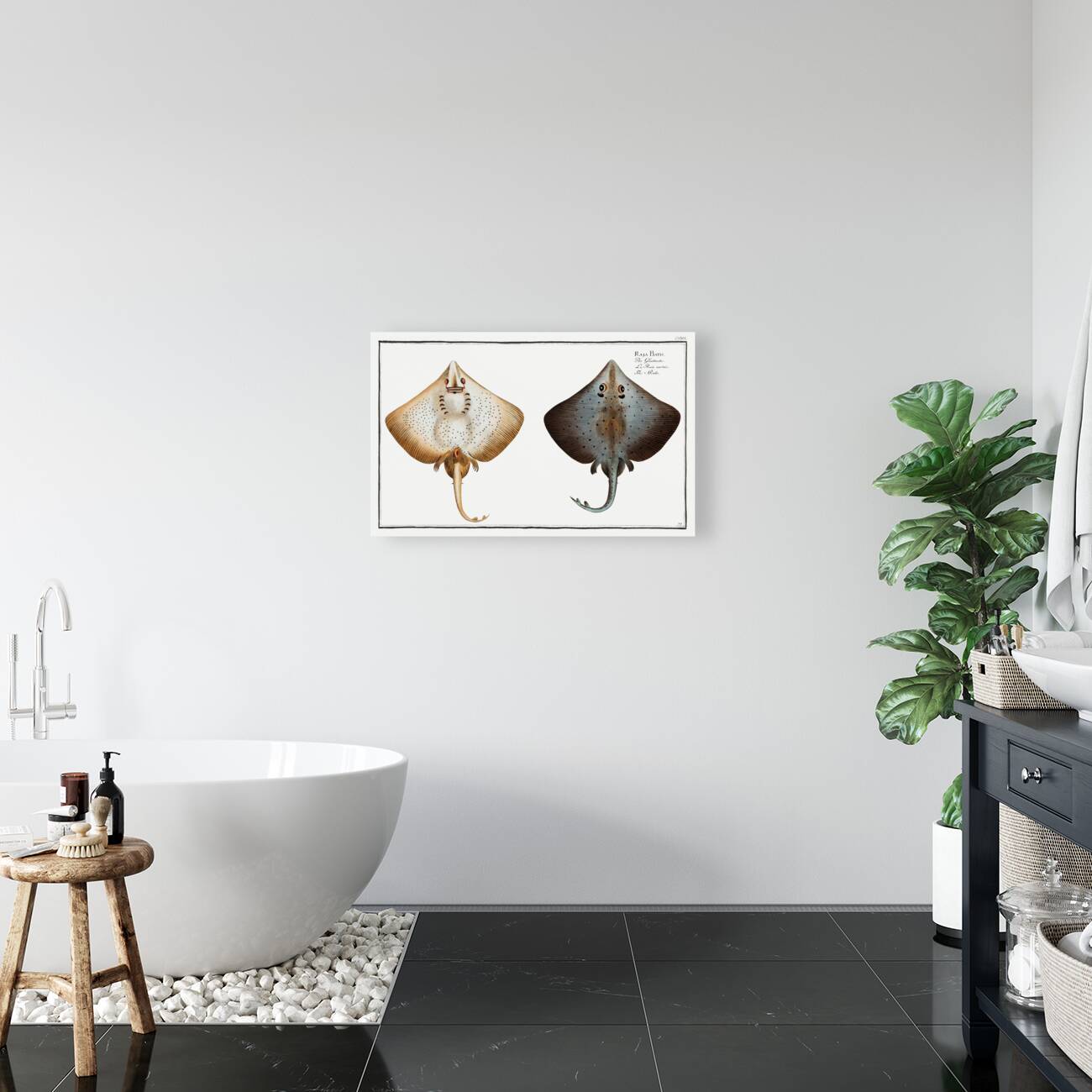 Skate Raja Batis Reproduction