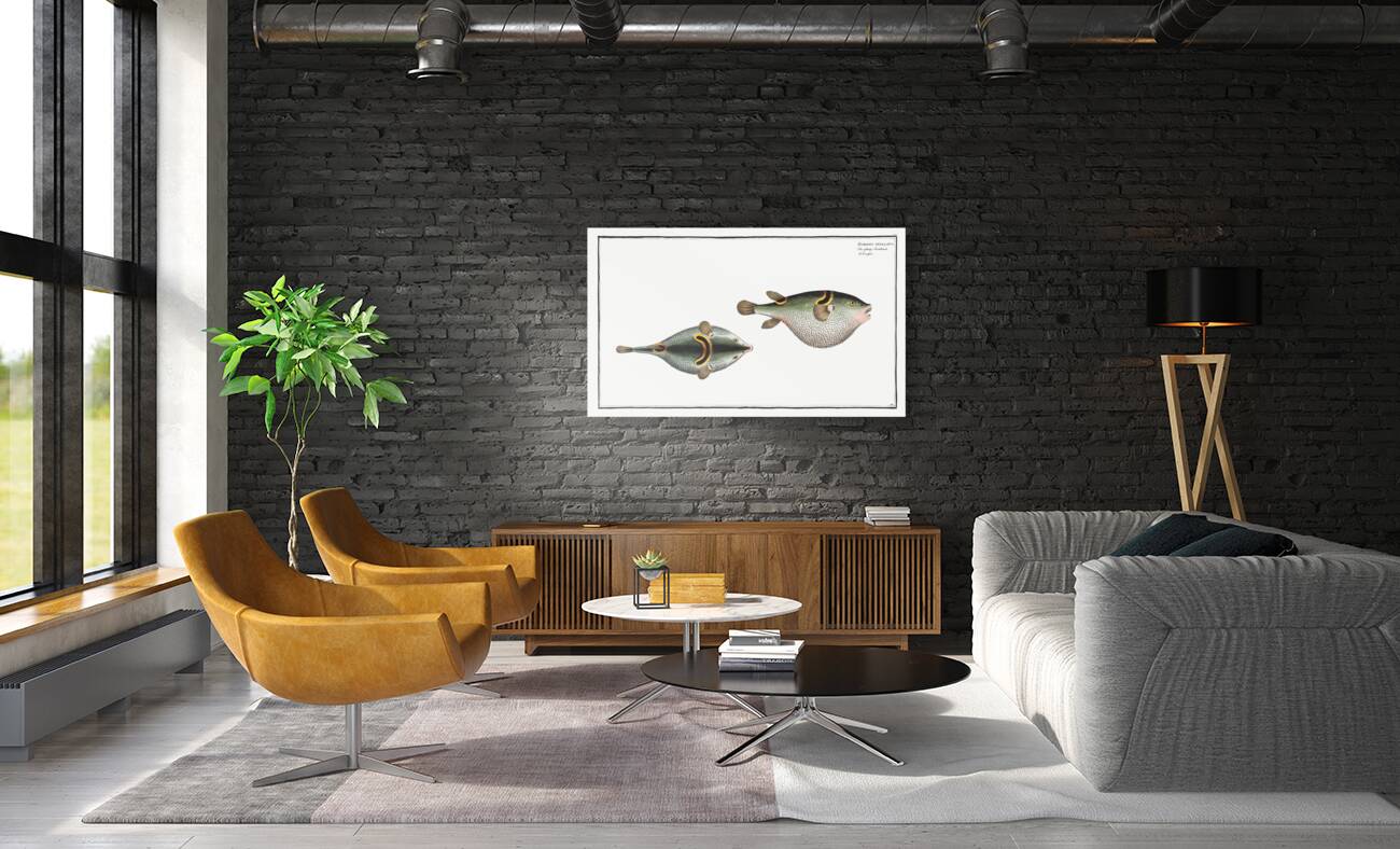 Eyespot puffer Tetrodon ocellatus Reproduction