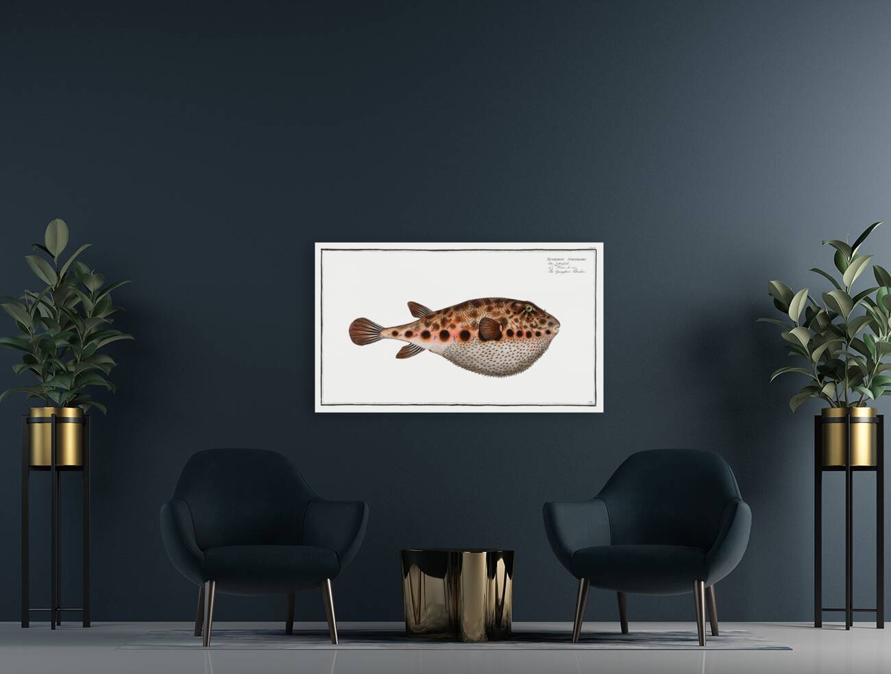 Spenglers Tetrodon Tetrodon Spengleri Reproduction