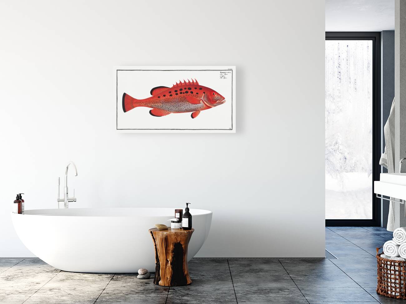 Apue Bodianus apua Reproduction