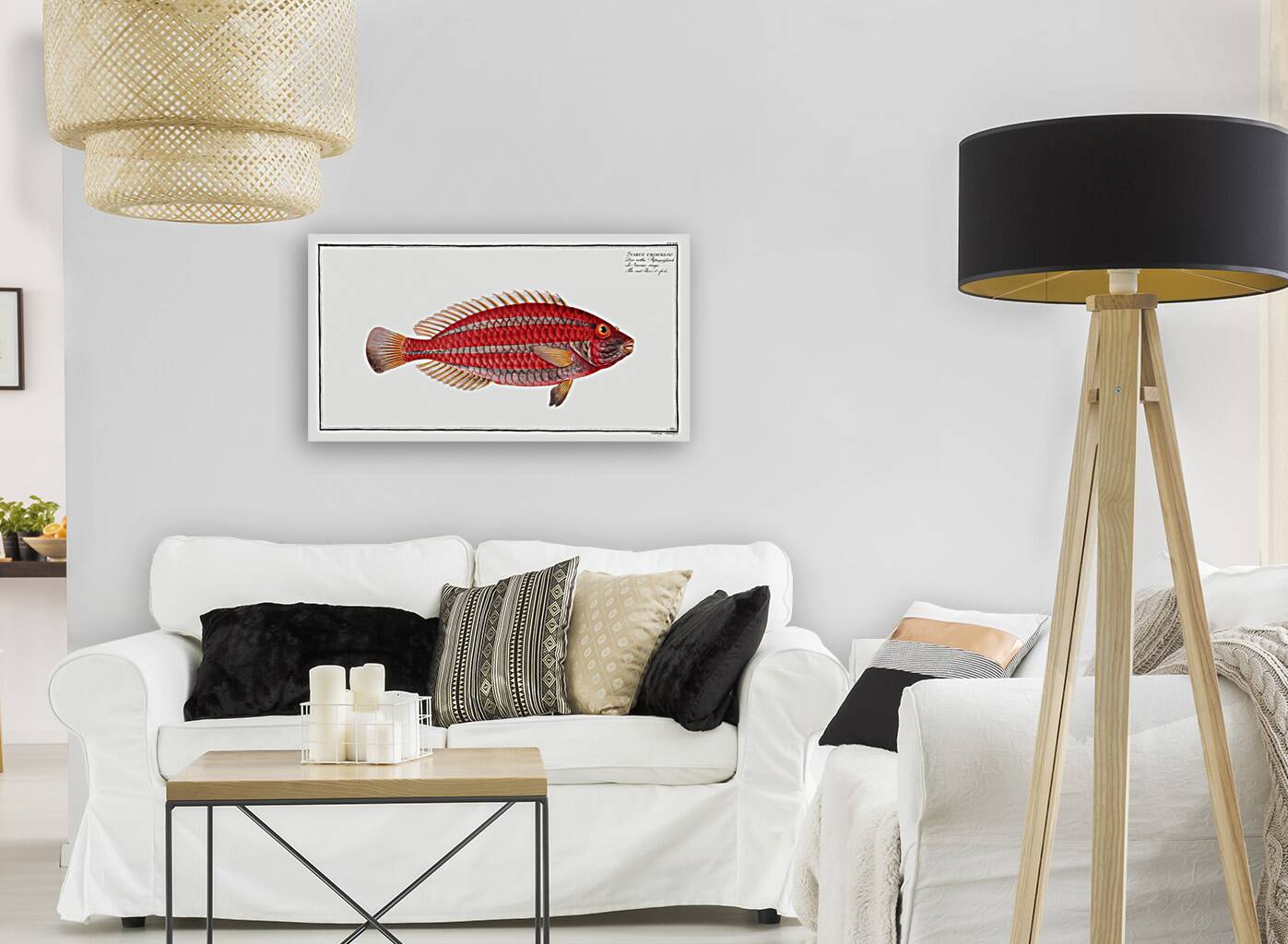 Red Parrot-fish Scarus croicensis Reproduction