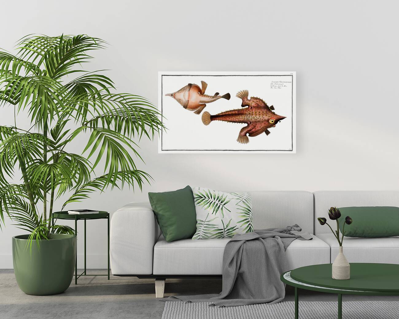 Sea Bat Lophius Vespertilio Reproduction