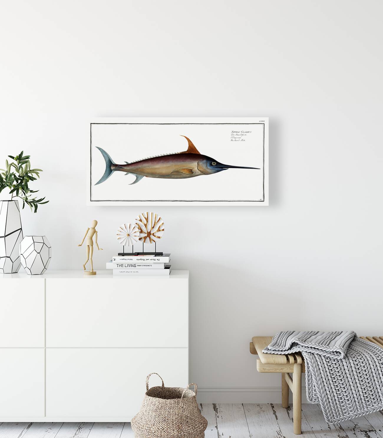 Sword Fish Xiphias Gladius Reproduction