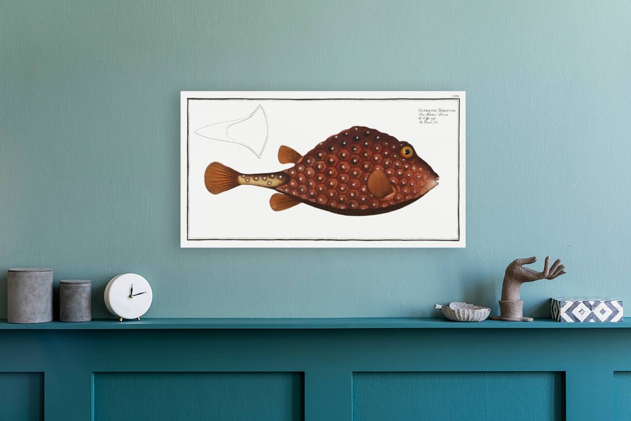 Trunck-fish Ostracion Triqueter Reproduction