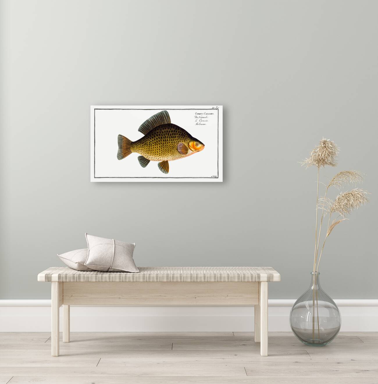 Crucian Cyprinus Carassius Reproduction