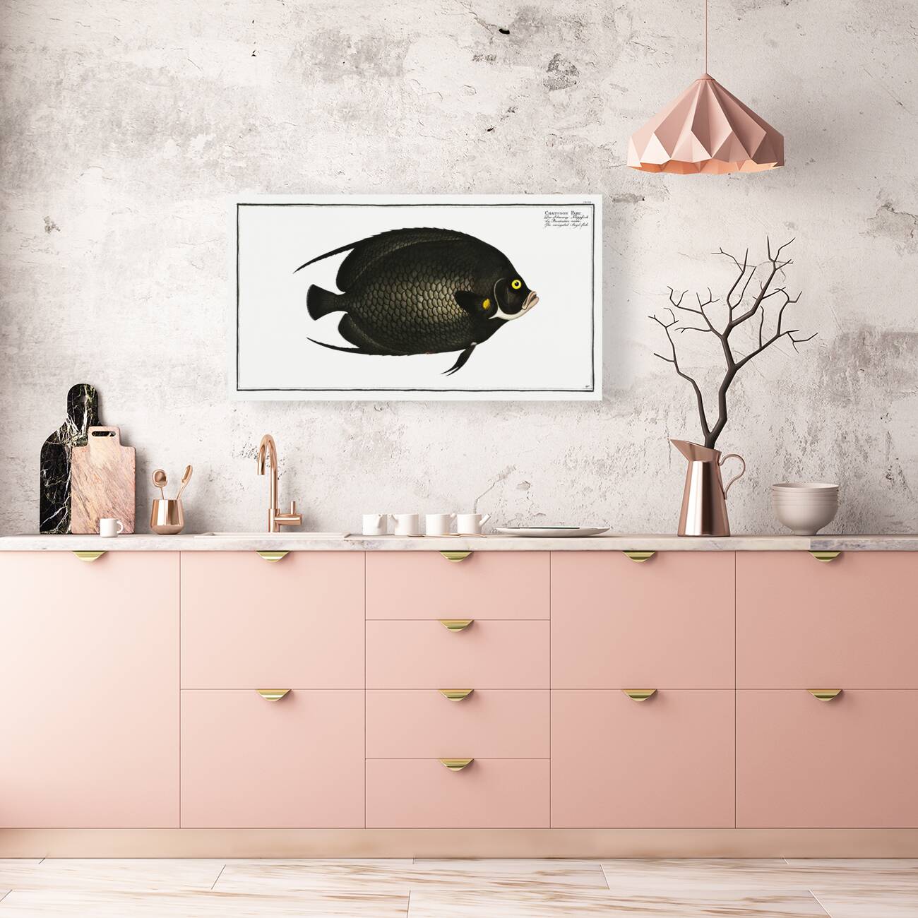 Variegated Angel-fish Chaetodon Paru Reproduction