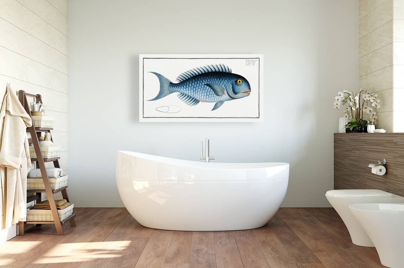 Bleu-Fish Coryphaena coerulea Reproduction