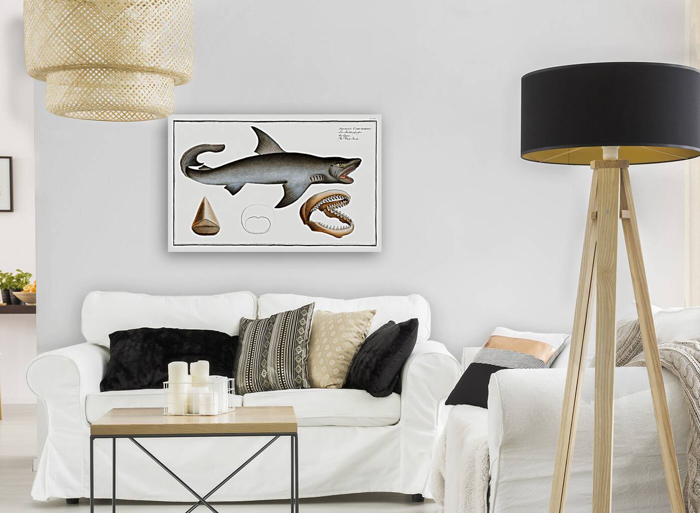 White Shark Squalus Carcharias Reproduction