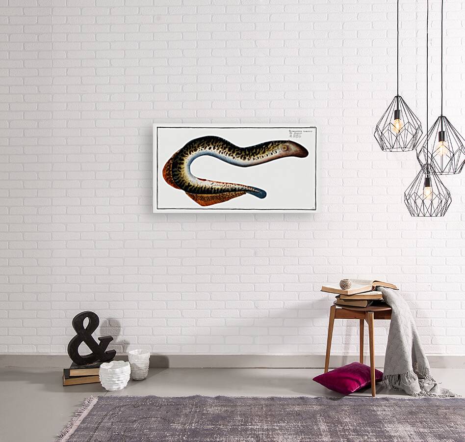 Lamprey Petromizon marinus Reproduction